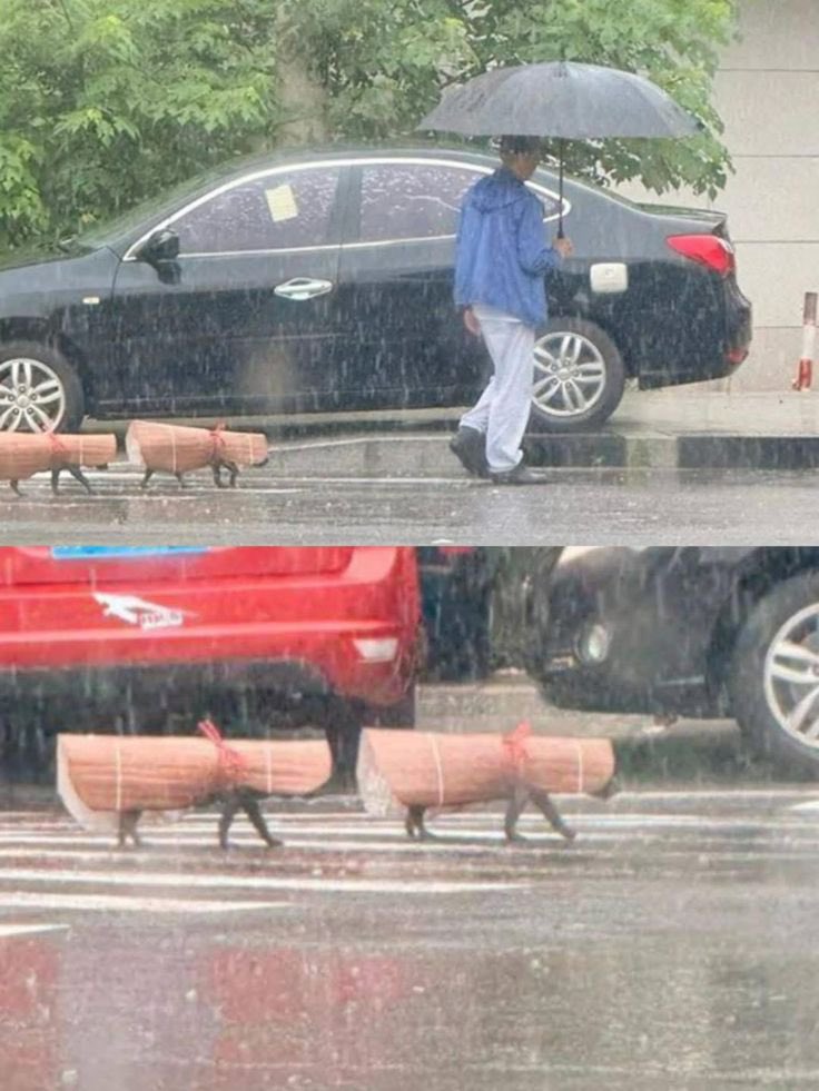 💖 (@twaniimals) on Twitter photo 