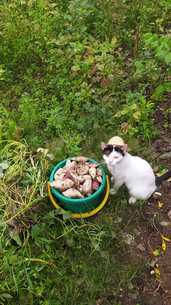 poni_catrik's tweet image. Aktivitas di desa