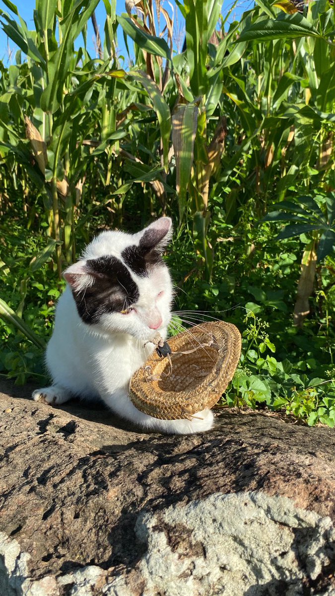 poni_catrik's tweet image. Aktivitas di desa