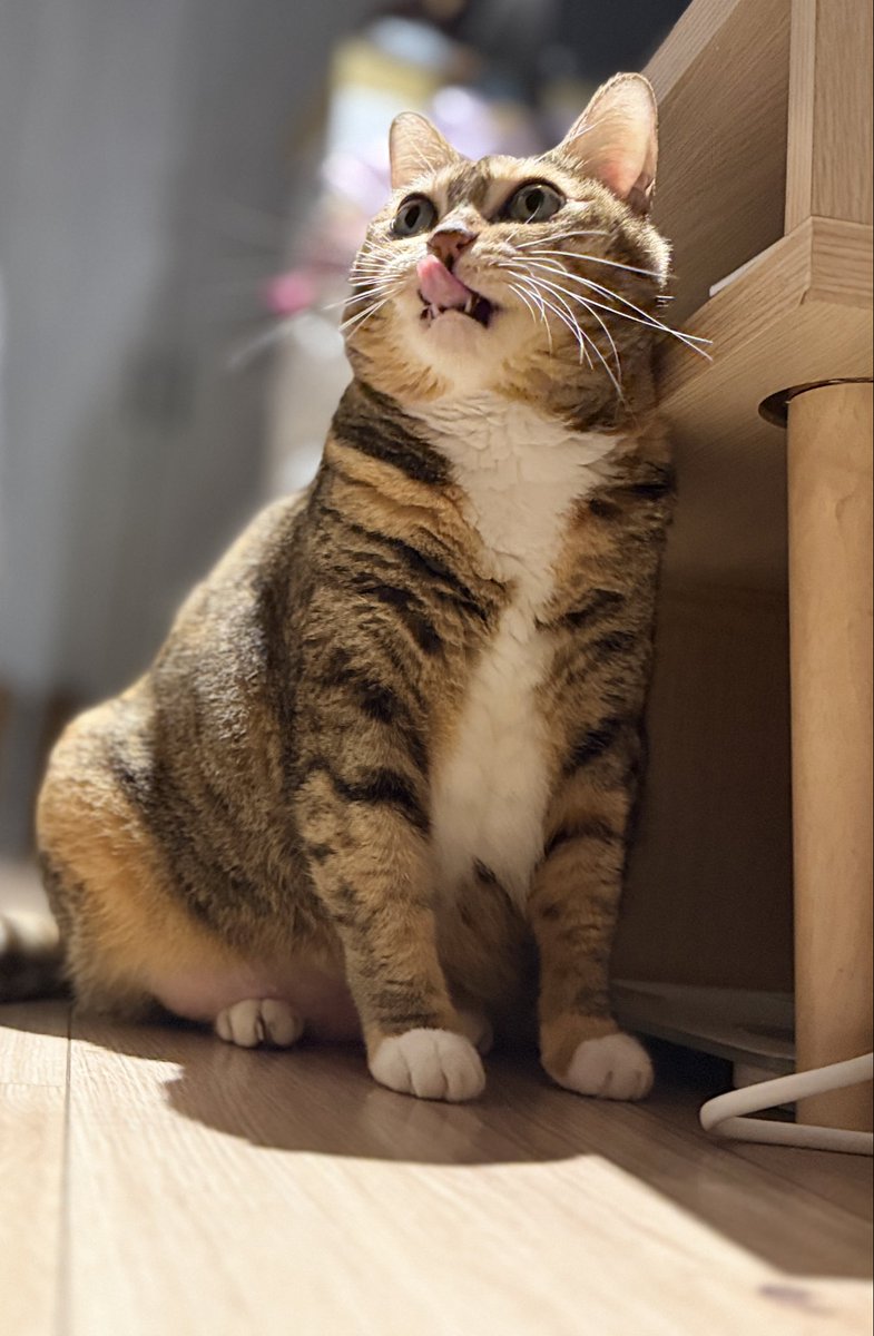 司鳳【ES_隆中閣】故事系VTuber tweet media