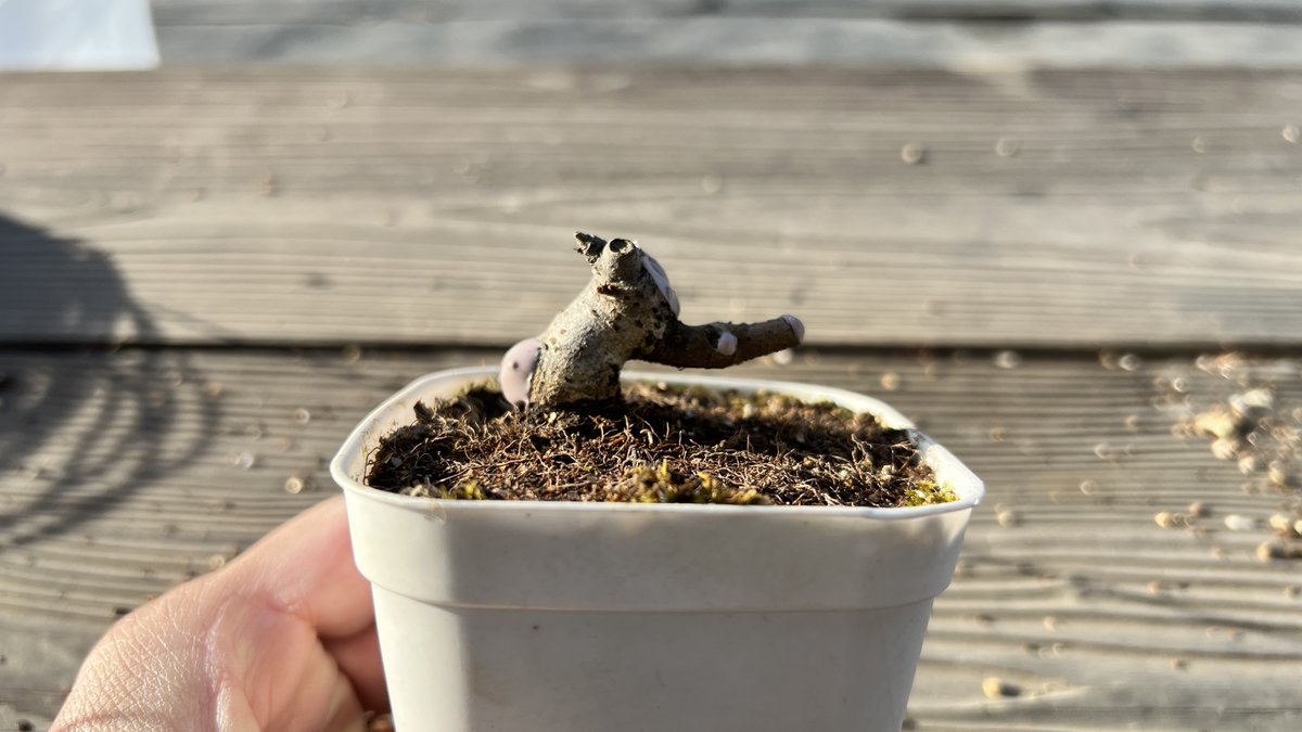 BONSAI BOSSA🪴 (@bonsaibossa) / Posts / X