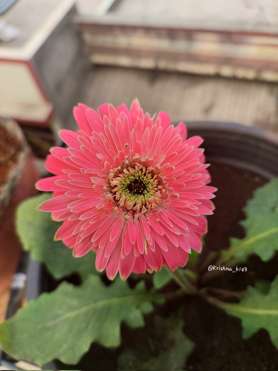 कृष्णा भागडे 🇮🇳 Krishna Bhagade tweet media