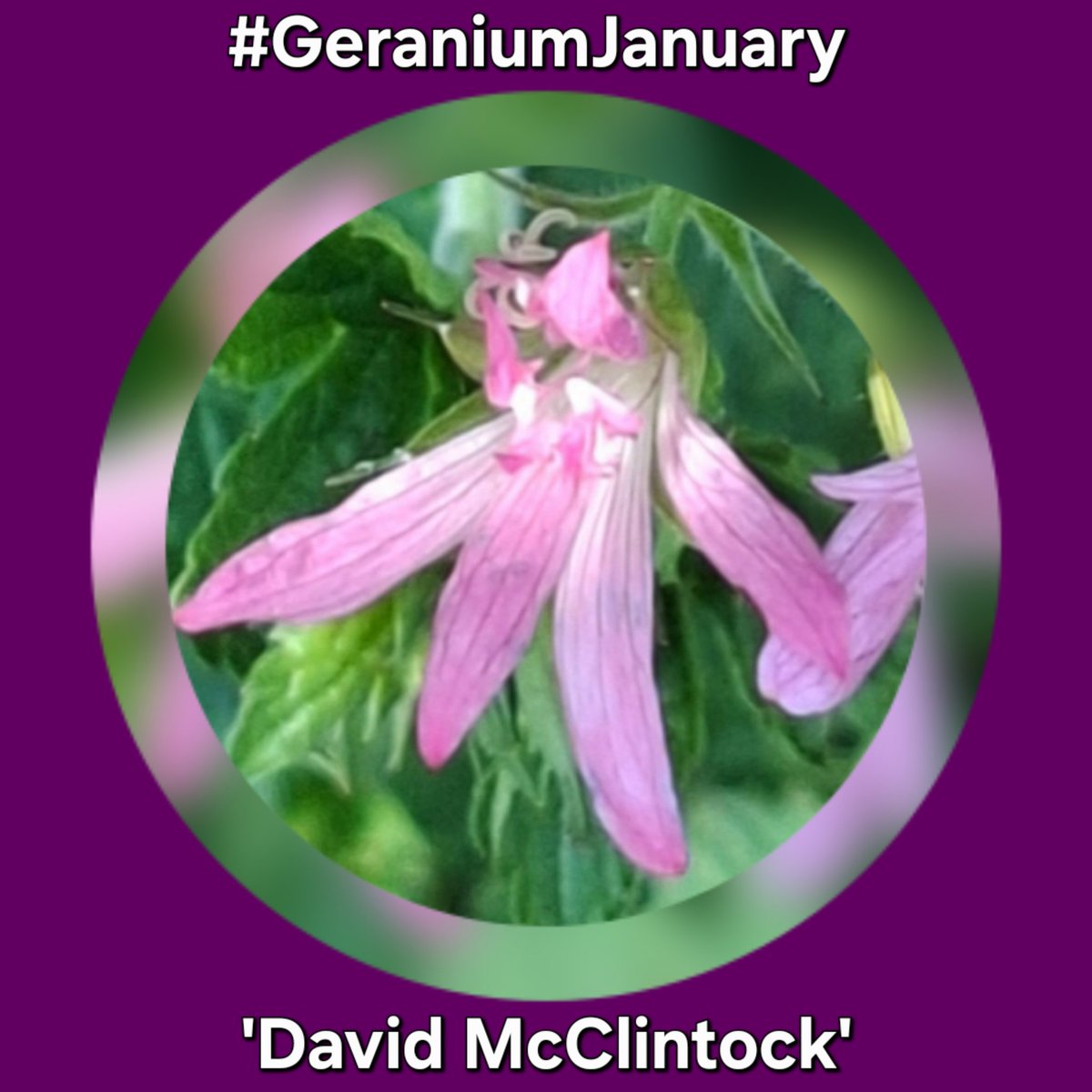 groodendorst's tweet photo. Friday the 30th of #GeraniumJanuary. 
The Geranium oxonianum group contains many beautiful geraniums.
Geranium oxonianum, 'David McClintock' is unusual but it's one the prettiest of all geraniums.
It is named after the author and botanist David McClintock. https://t.co/ivN25O3CI6