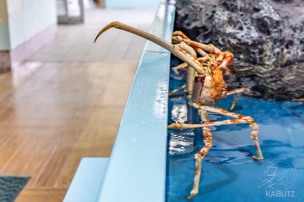 tan_sui_kabutz's tweet photo. 稀にタカアシガニが握手会開催しとる竹島水族館 https://t.co/U4lrACDf0A