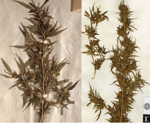 Archaeo - Histories tweet media