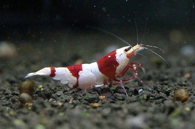 AQUAFORTUNE2007's tweet photo. Coco-Beeさんのレッドビー 選抜クラスの♀になります!
色味、殻の質感もバッチリの良個体かと思います!!
現在1♂3♀の4匹セットでの販売となっております
明日の月末セールでは月末セール特価でご用意しておりますので是非見に来て下さい😊
#月末セール
#CocoBee
#レッドビー https://t.co/WckFcklkCj