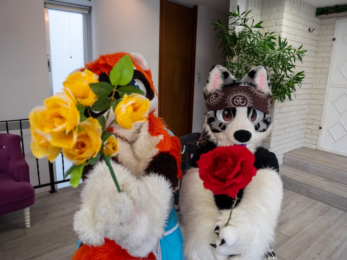 けんた「はい！」🌹 … るぅ「はい！」💐✨ #FursuitFriday