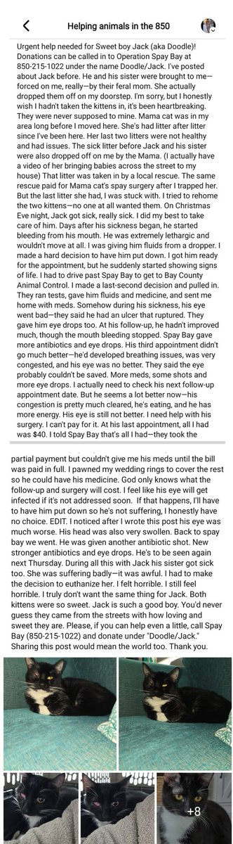 67_4_17's tweet photo. I no longer want donations sent to Spay Bay for his treatment. He needs a new vet tomorrow! I need to know what's wrong with him and how to make him better. Any help would be greatly appreciated. Please. #SavemyCat #helpmycat #CatsOfX https://t.co/d4Mye6aAcG https://t.co/M9nJMCEIqT