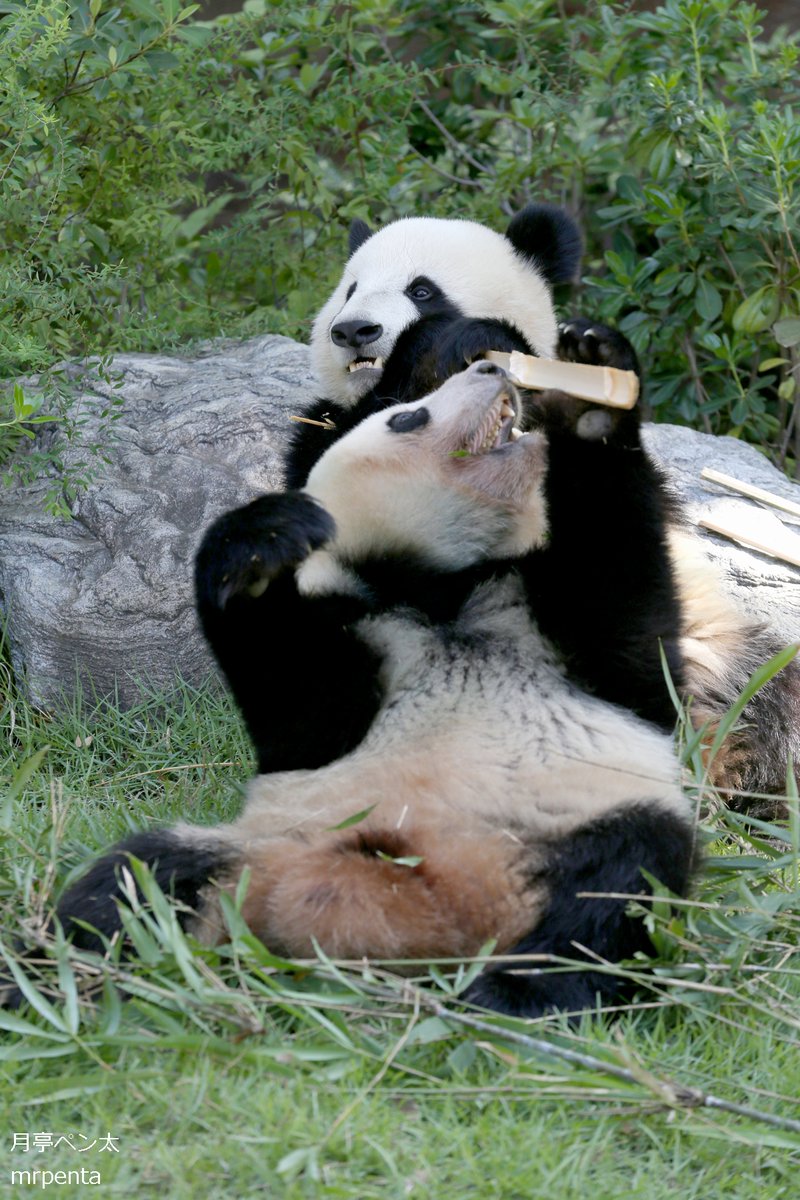 シャオシャオ レイレイ 2023.10.07 #上野動物園