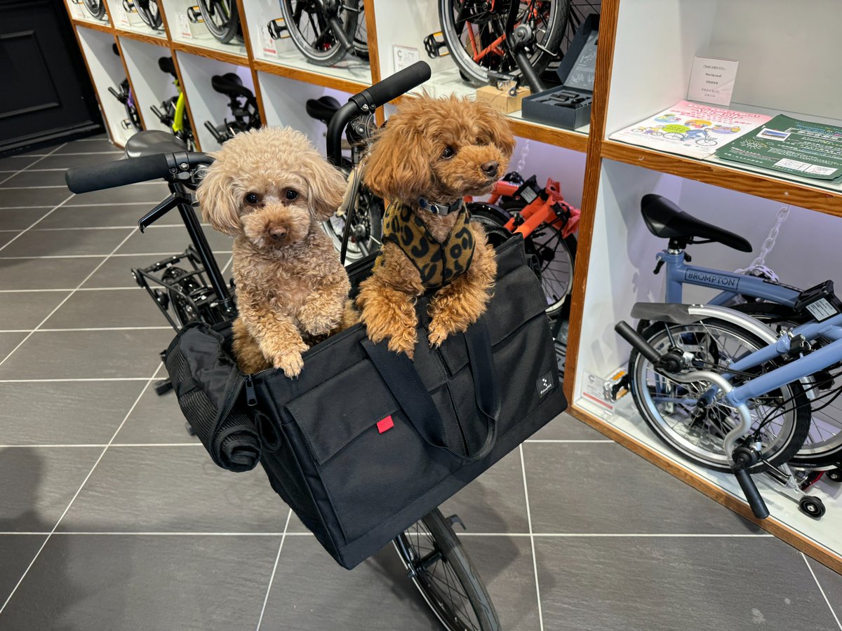 lb_daikanyama's tweet photo. ペットと一緒にブロンプトンで走るための選択肢。
rinproject BROPET CARRY BAG BLACK(フレームなし)。
装着には別売バッグフレームが必須。
詳細は当店ブログでご紹介中です。
https://t.co/aIY3c5E0ag
#brompton #mybrompton #rinproject #リンプロジェクト https://t.co/sUePw4G789