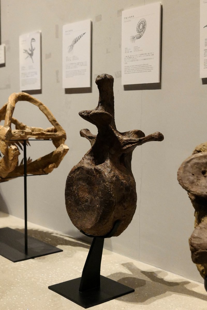 あのトリケラトプスの巨大な頭を支えていた「頚椎（首の骨）」の実物