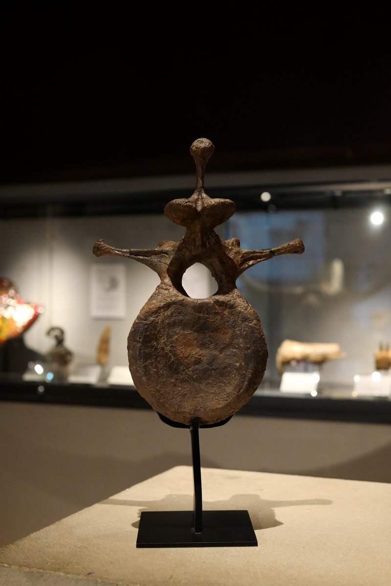 あのトリケラトプスの巨大な頭を支えていた「頚椎（首の骨）」の実物