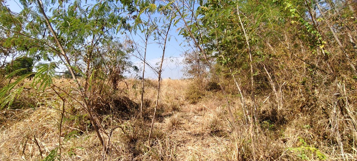 ผม K54 หัวแดงลำตรงขนดกสนใจทักส่วนตัวมา tweet media