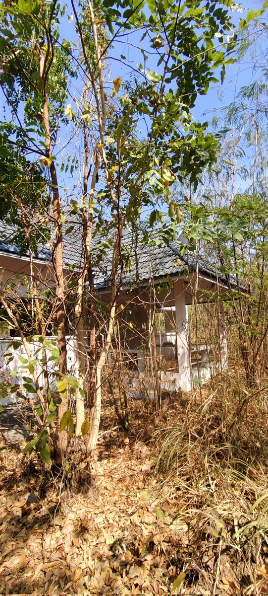 ผม K54 หัวแดงลำตรงขนดกสนใจทักส่วนตัวมา tweet media