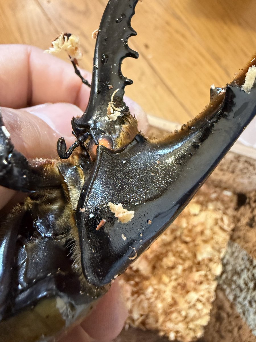 み (@mimitarou0517) / Posts and Replies / X