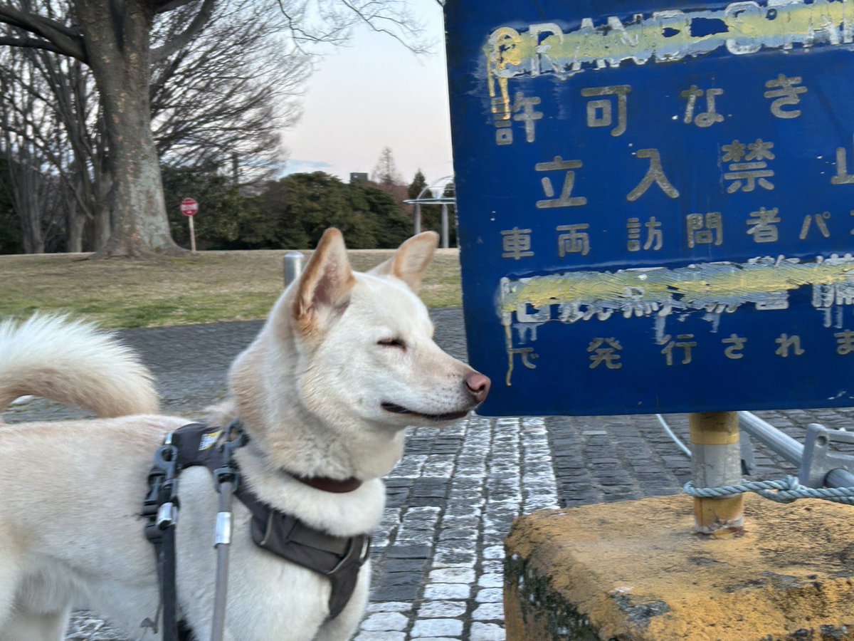 いぬ（いぬいぬ） (@kuroiinu_inu) / Posts / X