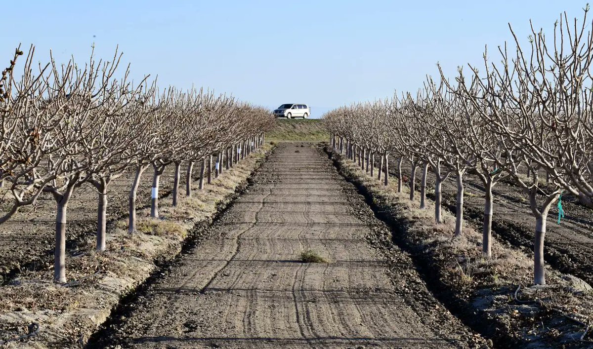 California produces 99% of US pistachios and ranks second globally after Iran. These pistachios are grown in the Central Valley where water is already critically scarce.

One kilogram of pistachios requires 11,000 litres of water. Not rainfall. Actual irrigation from aquifers and
