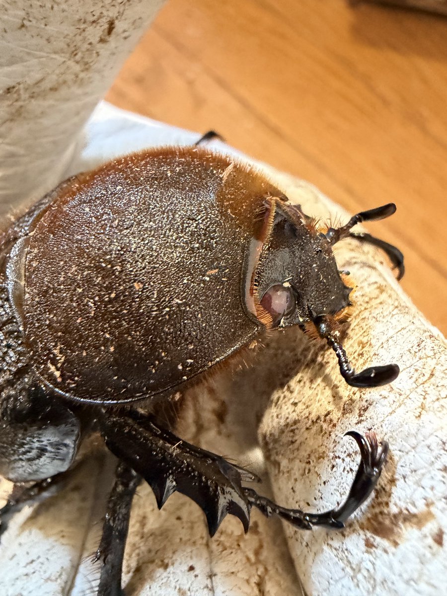 み (@mimitarou0517) / Posts and Replies / X