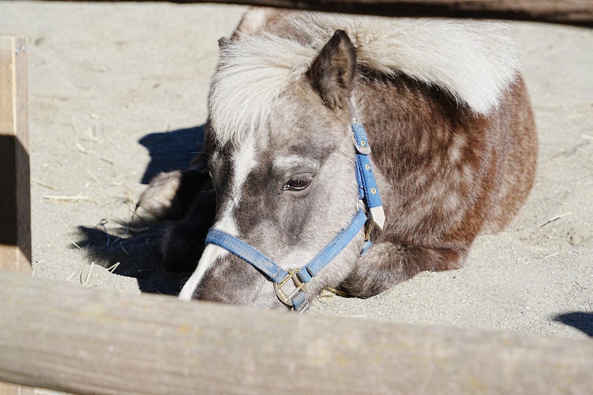 ichikawa_zoo's tweet image. おねむなの～♪

＃市川市動植物園
＃てんてん
＃うま
＃市川ファン