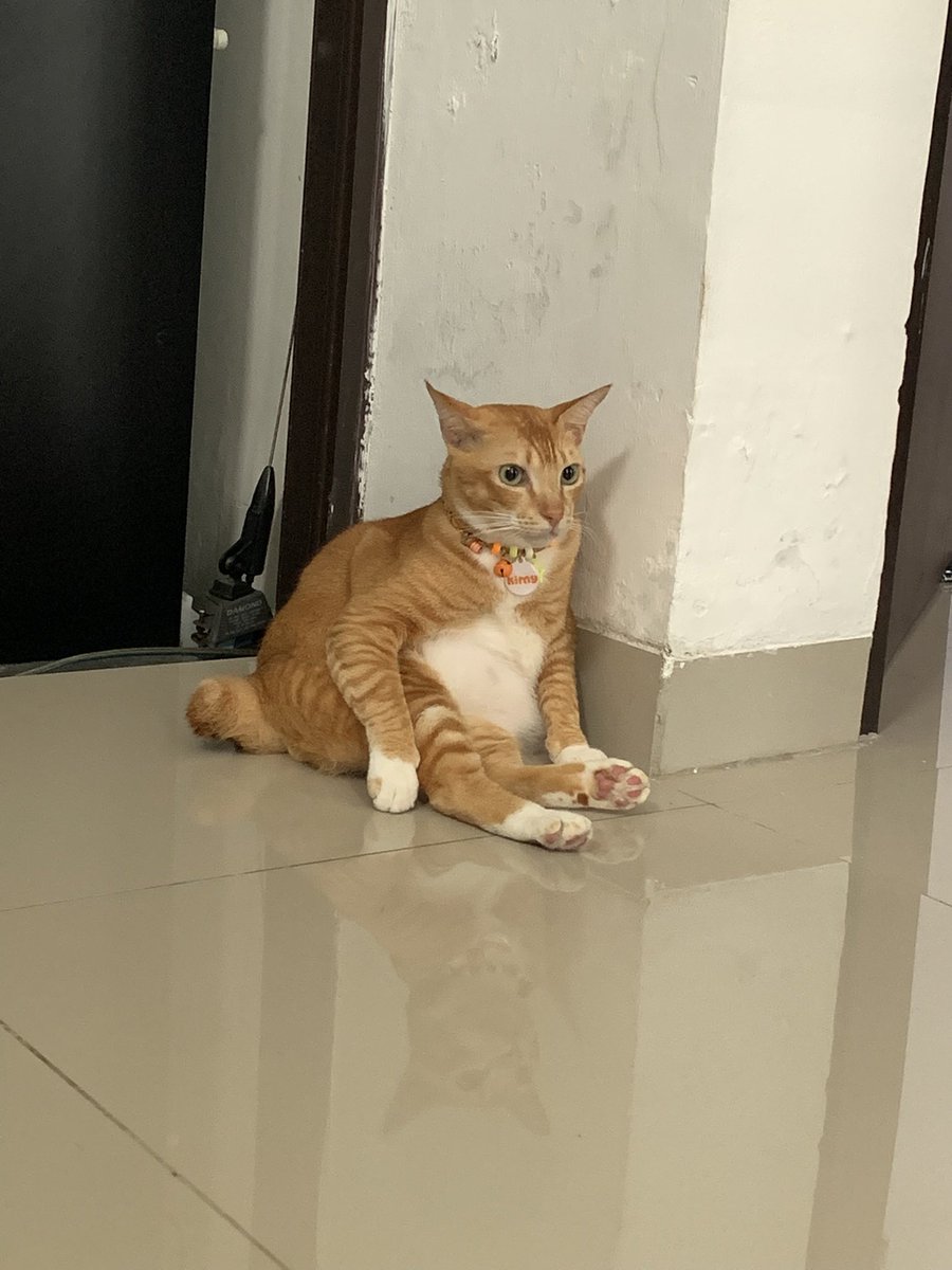 Aduhh sibelang diluar hampir manjat jendela kamarku