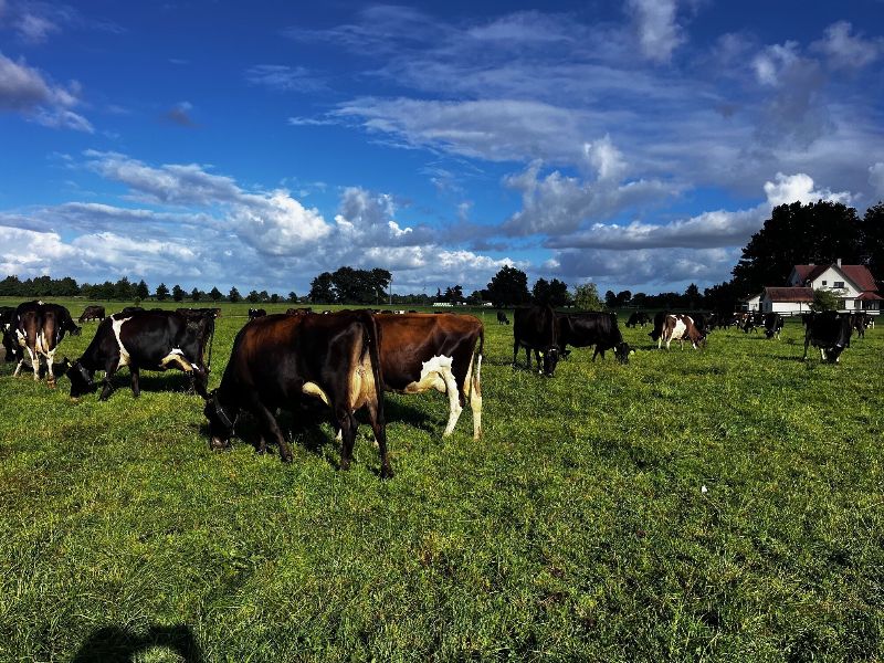 OwlFarmNZ tweet media