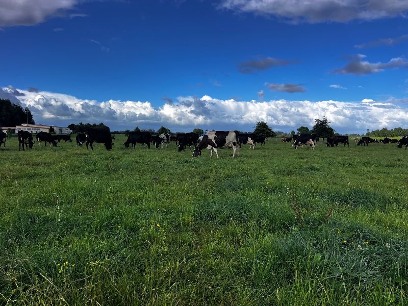 OwlFarmNZ tweet media