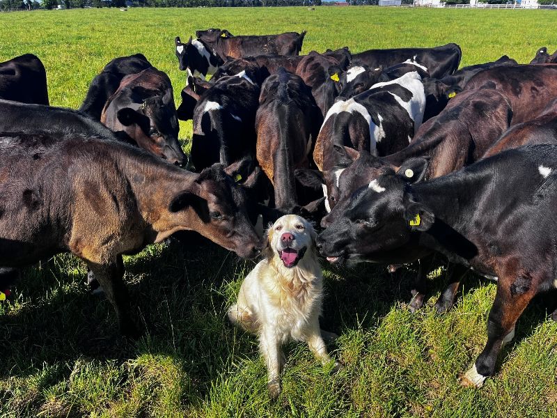 OwlFarmNZ tweet media