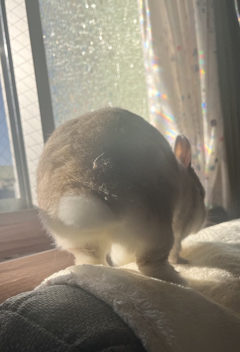 おこげ(飼い主:コハラ) tweet media