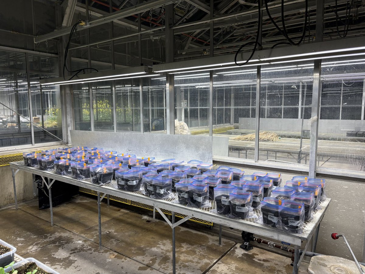 Last week I planted the first experiment for my master’s!
We’re testing whether Fusarium avenaceum (one of the causal agents for Fusarium root rot) can infect the roots of 9 common Prairie weeds. Looking forward to harvesting and testing in a few weeks!