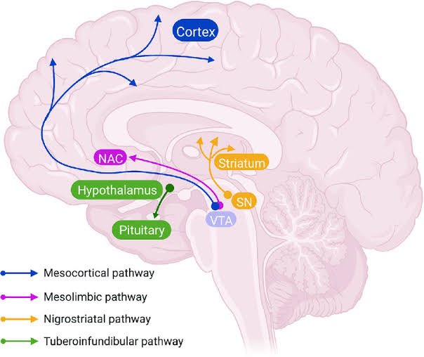 CorpusAlienumm's tweet photo. Dengan membandingkan antara gejala klinis yg nampak pada pasien (psikosis, disartria, monoparese) dan perjalanan neuroanatomis jaras kortikospinal + dopaminergic pathways, kita bisa memprediksi with high accuracy lokasi/topis gangguannya di otak bagian mana. https://t.co/V6WH9bjpWD