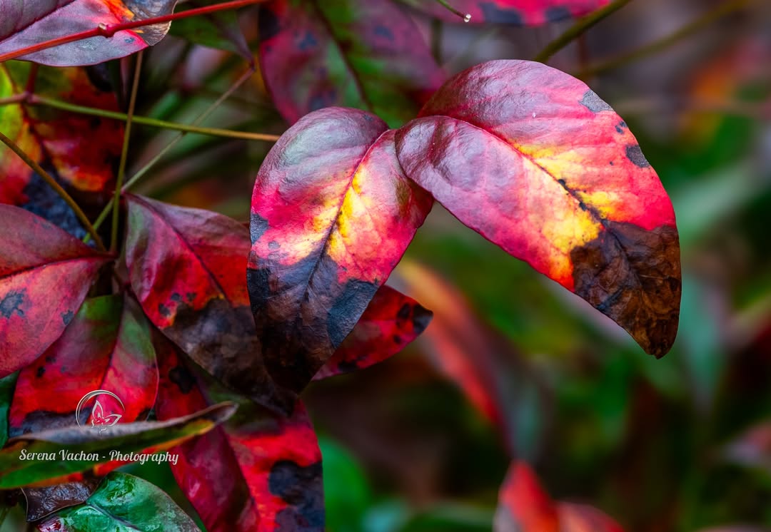 SerenaVachon's tweet image. Colorful nandina leaves #nature #NaturePhotography #leaves #naturelovers