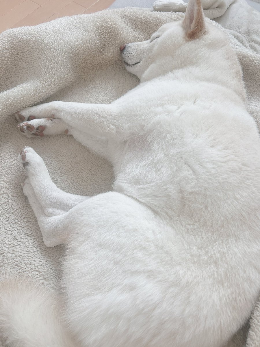 mochikichiiii's tweet image. 寝顔は赤ちゃんの時のまま🍼