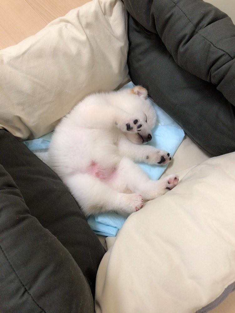 mochikichiiii's tweet image. 寝顔は赤ちゃんの時のまま🍼