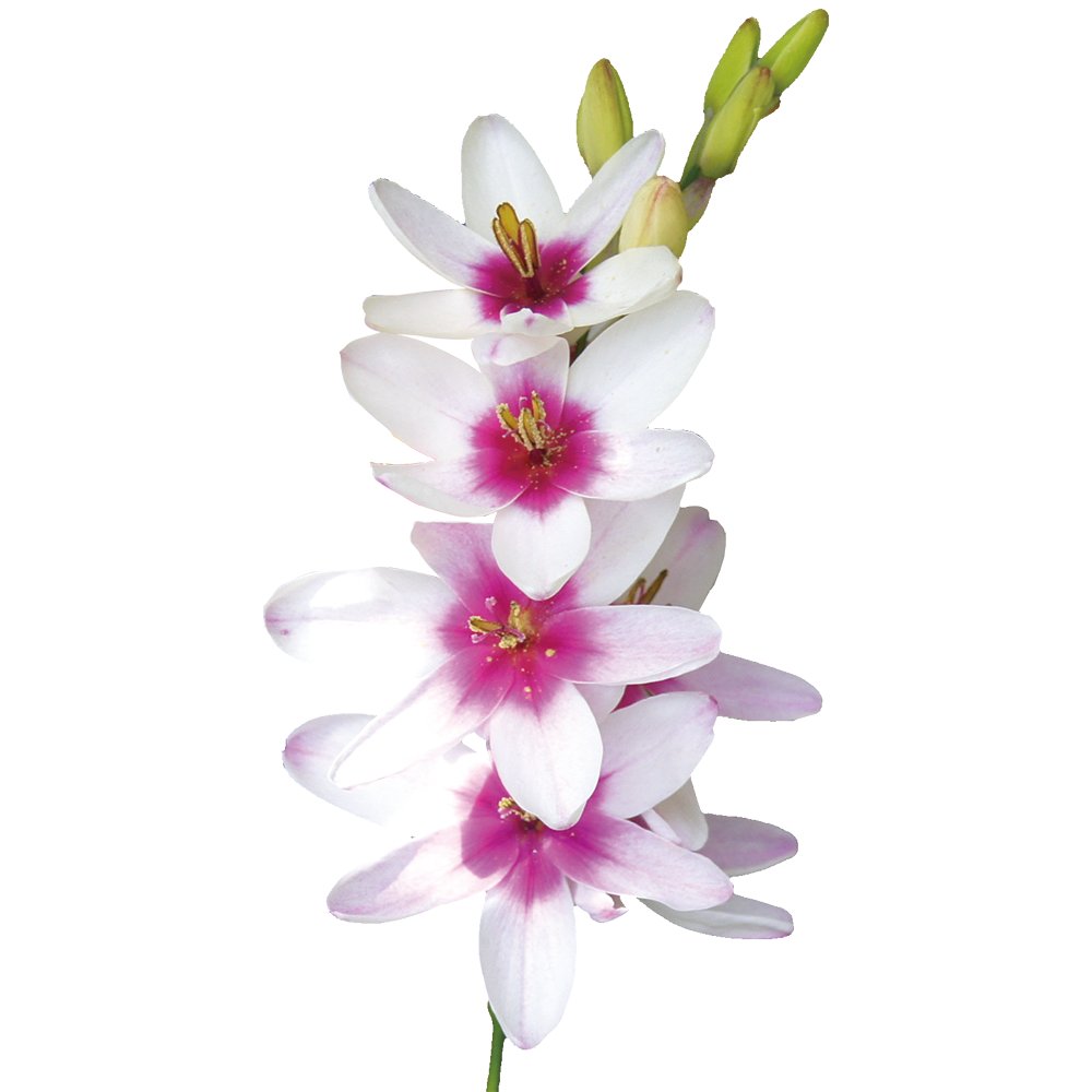hana_concierge's tweet photo. おはようございます🌼

【イキシア】の花言葉は…
「団結」
「誇り高い」
「秘めた恋」

誇りを胸に秘めた恋が、静かに心をひとつに結んでいきます✨

今日があなたにとって素敵な一日でありますように！
🍀https://t.co/HG5DcAr2HQ

#花言葉　#花のある暮らし　#TLを花でいっぱいにしよう https://t.co/7dyYKssrVW