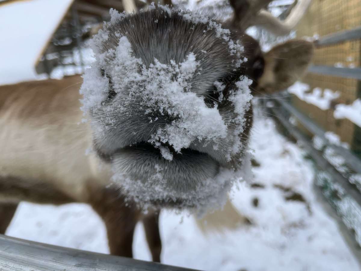 立派な角にまで雪を積もらせてしまう雪大好きベルちゃん🔔

鼻にも毎回沢山の雪をつけています☃️
#トナカイ
#須坂市 #須坂市動物園