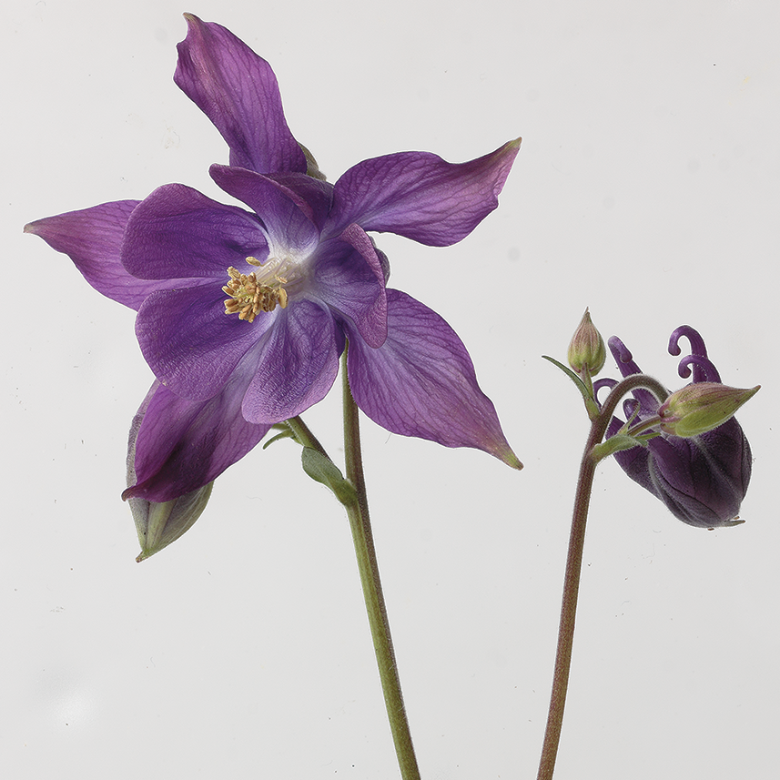 hana_concierge's tweet photo. 【オダマキ】

花名は紡いだ糸を巻いて玉にした苧環（おだまき）から。英名の「Columbine（鳩のような）」は、蕾の形が鳩に似ていることに由来しますが、同時にヨーロッパの道化芝居に登場する娘の名でもあり、彼女が持つ杯の形に似ていることから「愚か」の花言葉もあります。

#花　#花言葉 https://t.co/uvLL5zI3ew