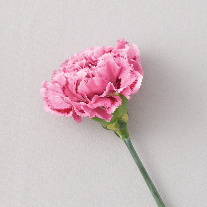 hana_concierge's tweet photo. 【カーネーション】

「母の日」の花として世界中で愛されています。キリストが処刑されたときに聖母マリアが流した涙から生まれたという伝説から、母性やキリストの受難の象徴として聖母子とともに絵画に描かれることも多く、そこから「無垢で深い愛」という花言葉がつけられました。

#花　#花言葉 https://t.co/uykdkq8Tbv
