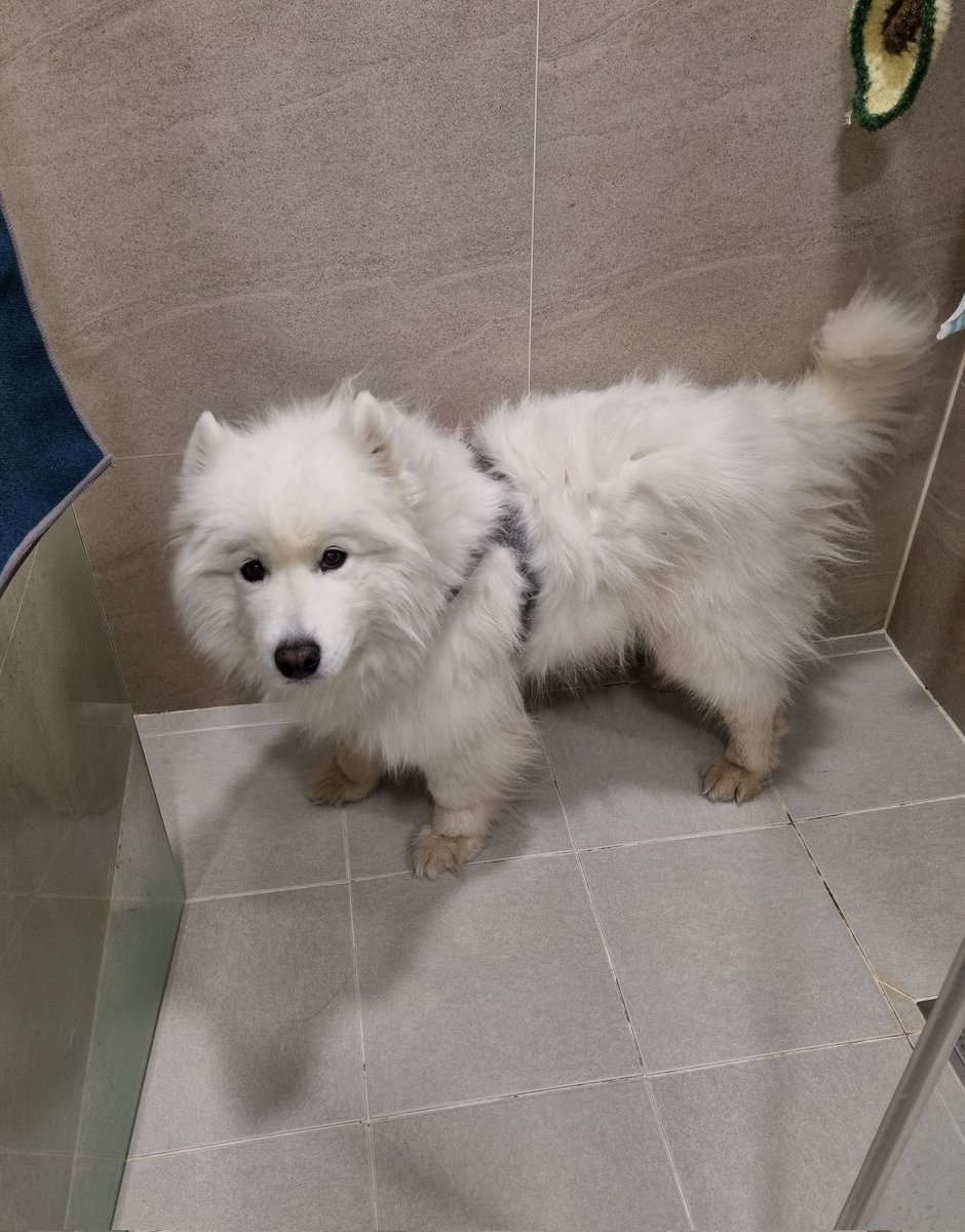 산책 후 외투를 벗었더니 정전기강아지가 됐다