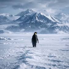 Crypto didn’t need another thesis. It needed a penguin.
" $Penguin fixed the energy ”.