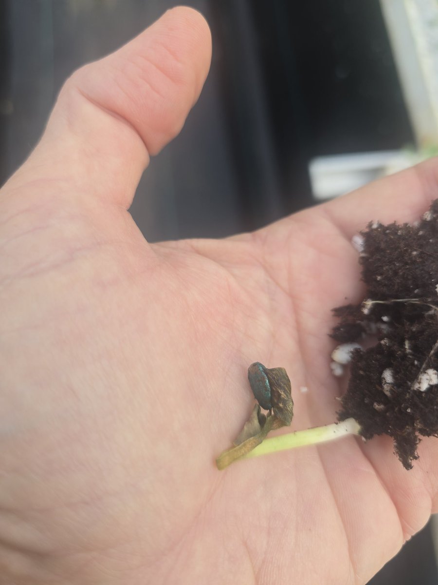 Tim Flanders tweet media