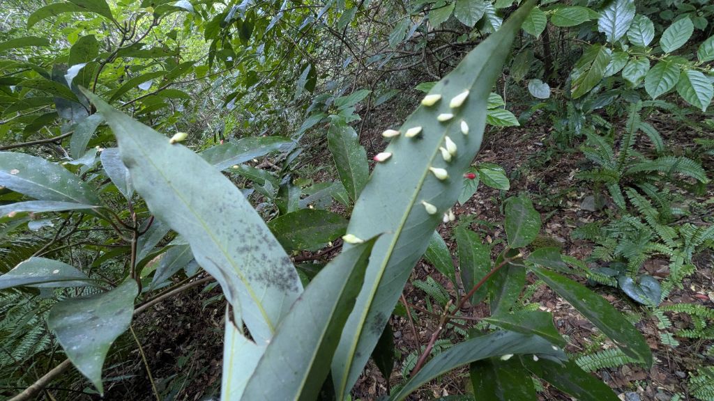 ホソバタブの裏に見たこと無い不思議な形の虫えい（虫こぶ）を発見しました。調べてみるとタブノキハウラウスフシという虫えいで、タブウスフシタマバエが寄生しているとのこと。紅白で綺麗です。