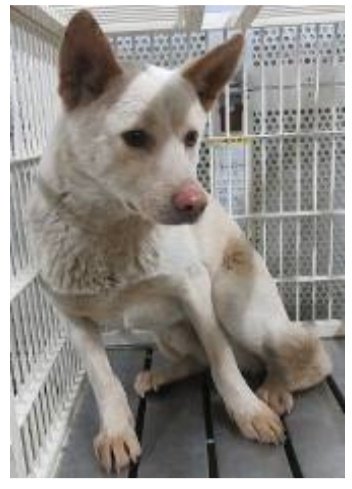 香川県　犬　里親募集！

１〜５歳　オス　薄茶　中型

香川、岡山、大阪、福井、滋賀、その近県で里親さん募集！
◉60歳以上の方でもサポートできる家族と同居されていれば譲渡可能です
ご連絡は<a href="/wannyanpeasmail/">学生愛護団体ワンニャン🐾ピースマイル</a>へ🙇

家に迎えて殺処分から助けてください🙏
西讃2530573番
#里親募集　#犬  #香川県