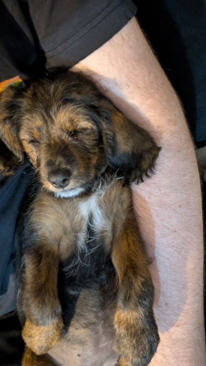 BloodyDrongo tweet media