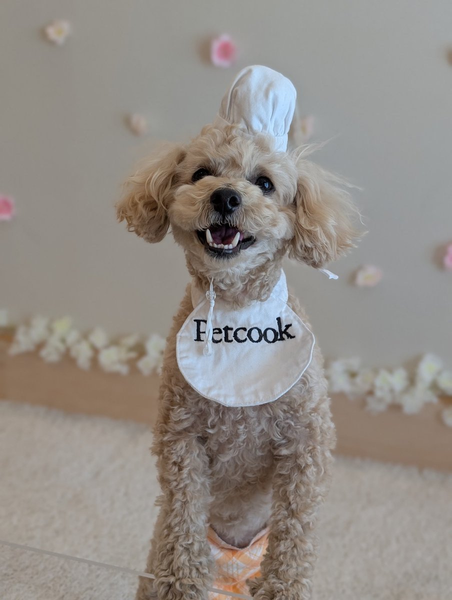 Appri55's tweet photo. ワンコとヌン活できるPetcookcafe(広尾)に行ってきました。最高だったポイントはこちら。
・1組貸し切り(2時間30分)
・愛犬用のアフターヌーンティのお菓子+人間用のものも犬が食べてもOK
・似顔絵プレートのクオリティが高い
・人と目線が合わせられるペットスペース(ノーリードも可)
#ヌン活 https://t.co/E1le2Qzjx6