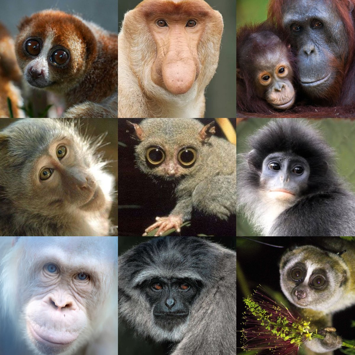 Today is National Primate Day.
