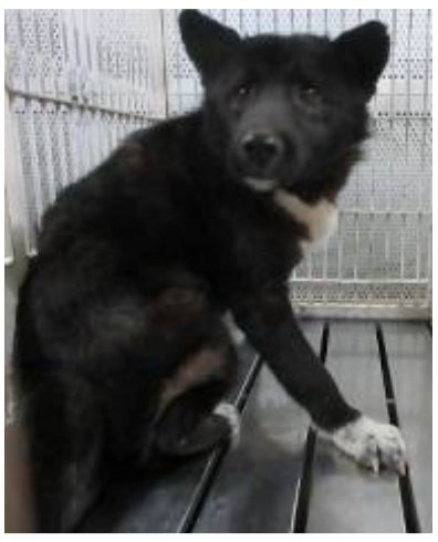 香川県　犬　里親募集！

１〜５歳　オス　黒白　中型

香川、岡山、大阪、福井、滋賀、その近県で里親さん募集！
◉60歳以上の方でもサポートできる家族と同居されていれば譲渡可能です
ご連絡は<a href="/wannyanpeasmail/">学生愛護団体ワンニャン🐾ピースマイル</a>へ🙇

家に迎えて殺処分から助けてください🙏
西讃2530572番
#里親募集　#犬  #香川県