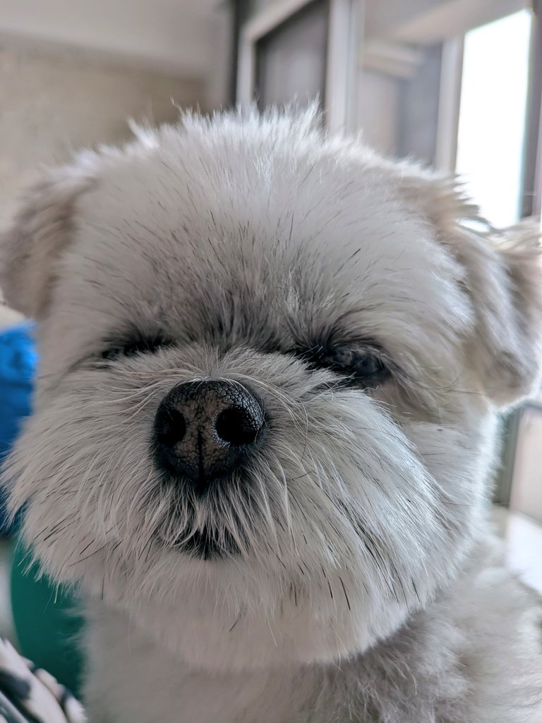 ポメシー🐶ごんぞう (@0305Gonzo) / Posts / X