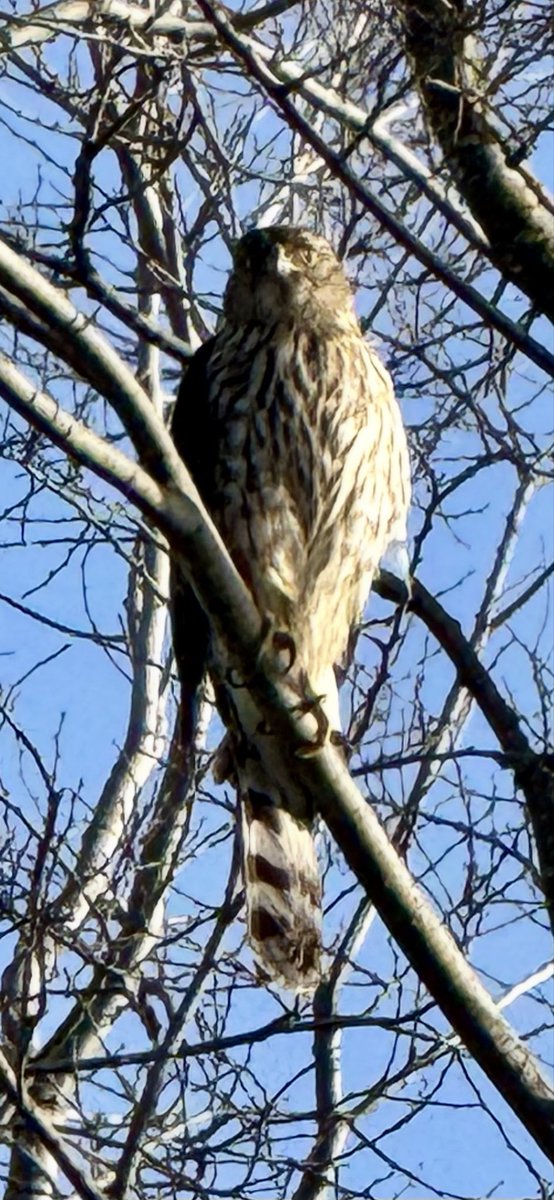 AdamBombTrue's tweet image. Cooper’s hawk on my walk.