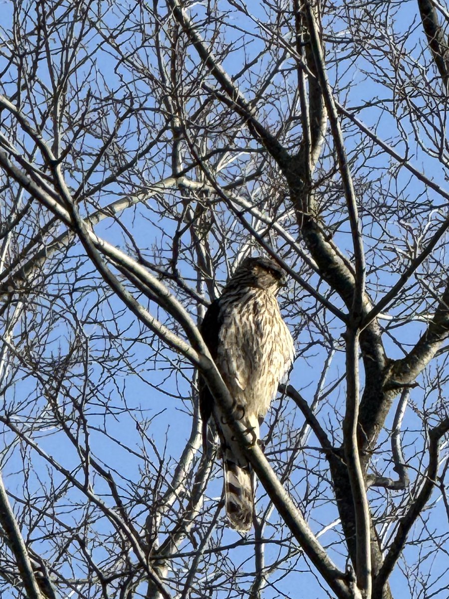AdamBombTrue's tweet image. Cooper’s hawk on my walk.