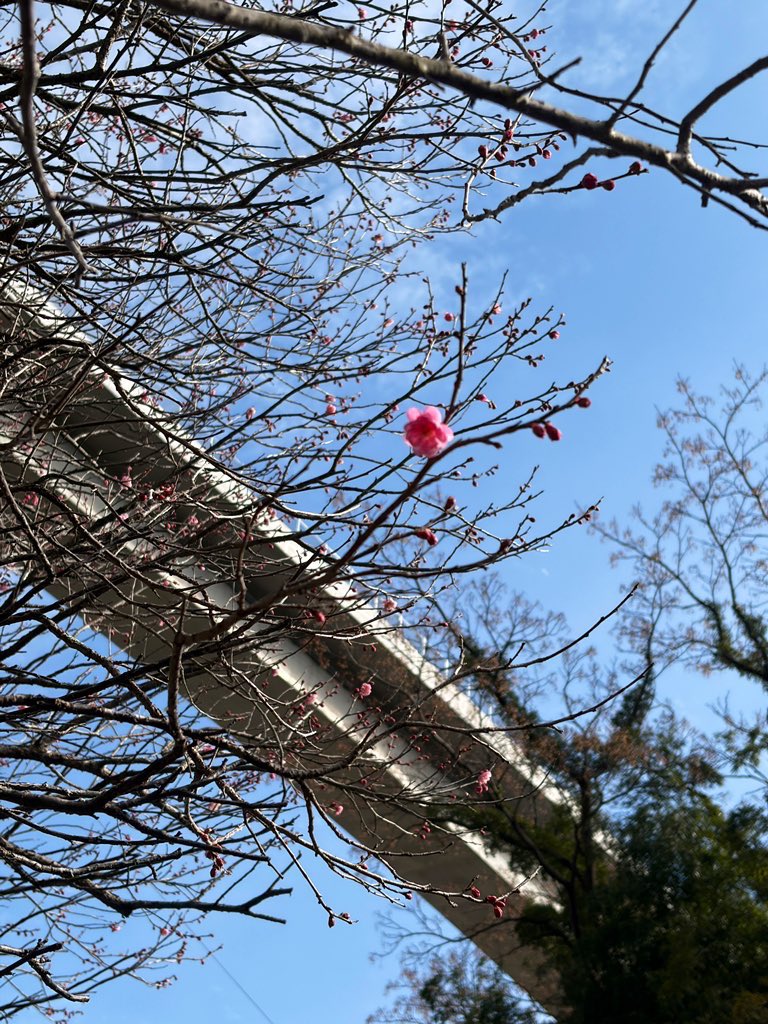 去年は梅の開花は遅かったけど
今年は早いのかな？